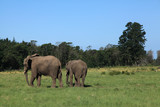 Fototapeta Sawanna - elefantes