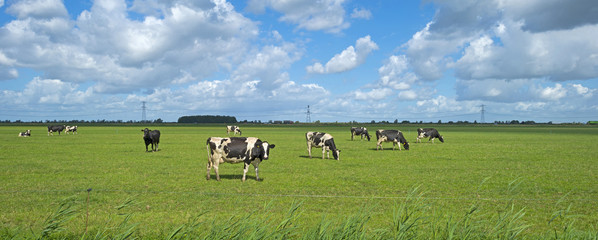 Cattle grazing in a meadow in summer 