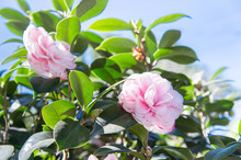 Joy Kendrick Camellia In Garden