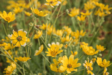 Happy Flowers / Close Up Of A Patch Of Bright Yellow Wildflowers In Springtime.  