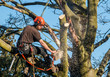 Tree surgeon hanging from ropes in the crown of a tree using a chainsaw.  Motion blur of wood chips.  Full safety equipment and ropes.