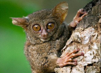 Poster - Tarsius sits on a tree in the jungle. close-up. Indonesia. Sulawesi Island. An excellent illustration.