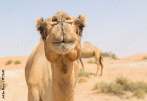 Zdjęcie XXL dziki wielbłąd na gorącej i suchej pustyni na Bliskim Wschodzie w Zjednoczonych Emiratach Arabskich
