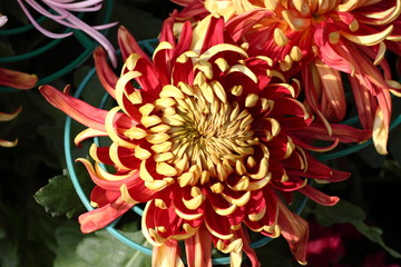 Chrysanthemum flowers,/Full blooming Chrysanthemum flowers in the garden