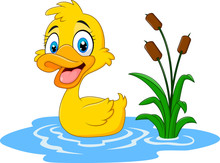 Cute Baby Duck Floats On Water 