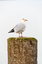 European Herring Gull Resting On A Dock Pillar II