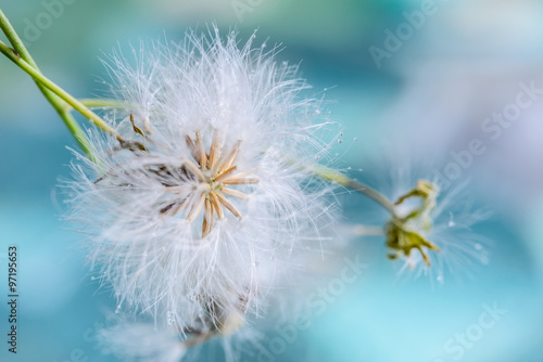 Obraz w ramie white fluffy dandelion