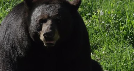 black bear sitting on a hill - wild omnivore in canada