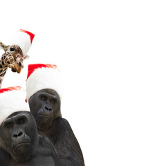 two gorillas and giraffe a Santa Claus hat