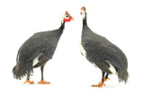 Fototapeta  - Guinea fowl