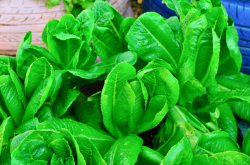 Green plant with small leaves