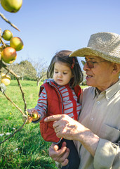 Senior man holding adorable little girl picking apples