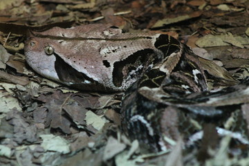 Snake in camouflage