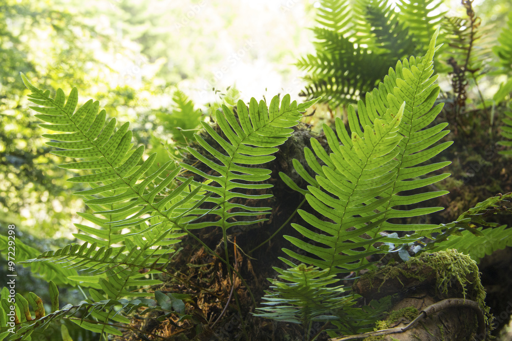 Rock polypody, Polypodium virginianum, with sporangia, growing in a ...