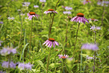 Purple Cone Flowers Growing In A Wildflower Meadow, Vernon, Connecticut.
