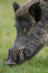 Wall Mural - Male boar, up close