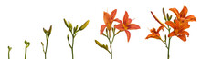 Stages Of Growth And Flowering Orange Daylily On A White Backgro