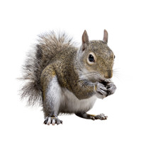 Young Squirrel With Shells Of Sunflower Seeds On A White Backgro