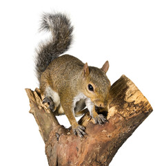 Wall Mural - Squirrel on a bough of a tree is sunflower seeds
