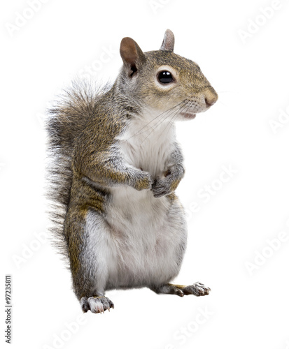 Fotomural The American gray squirrel paw anxiously pressed to his chest