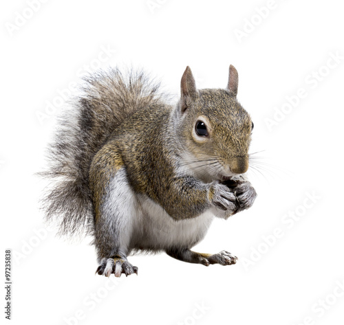 Fotomural Young squirrel with shells of sunflower seeds on a white backgro