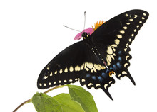 Butterflies Eastern Black Swallowtail (Papilio Polyxenes)