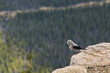 Clark's Nutcracker Bird with Pine Forest at Background