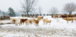 A herd of cows with calves on winter snowy field. Arkansas, Unit