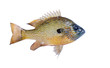 A colorful Sunfish (Lepomis) on a white background.