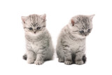 Fototapeta Pokój dzieciecy - two light gray similar kittens