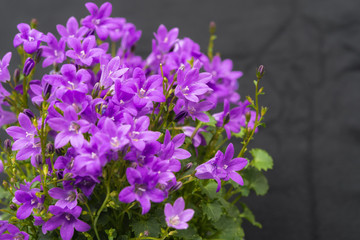 Naklejka na meble Close up of purple Campanula Portenschlagiana flowers on dark background