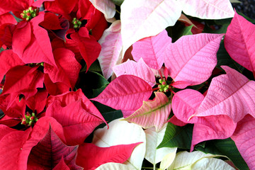 Canvas Print - Poinsettia flower garden