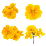 Fototapeta  - Yellow Spring Flowers Primrose Collection