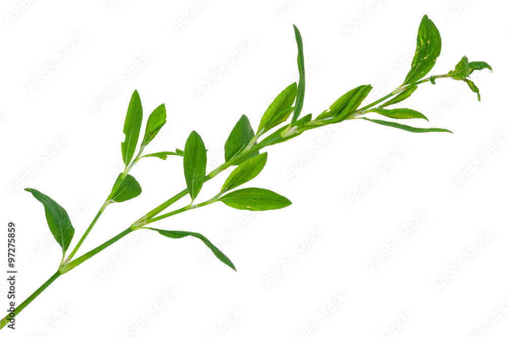 Medicinal plant. Knotweed or polygonum aviculare - obrazy, fototapety, plakaty 