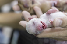 Just Born Poodle Puppy