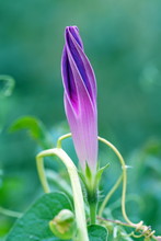 Violet Flower Of A Bindweed