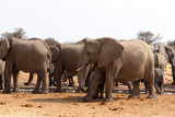 Fototapeta Sawanna - herd of African elephants at a waterhole
