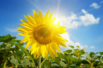 Wall Mural - beautiful sunset over sunflowers field