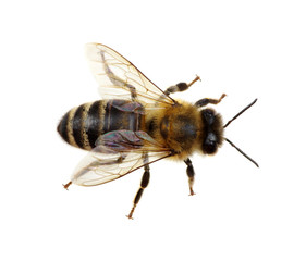 Sticker - bee