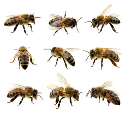 Poster - Set of bee