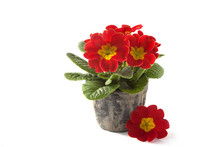 Live Primrose In A Clay Bucket On A White Background