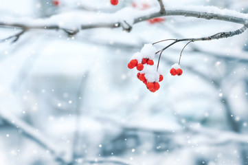 Poster - Background with a mountain ash cluster in snow