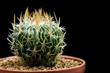 Echinofossulocactus Cactus