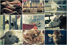 Carousel Goat Fairground Ride Free Stock Photo - Public Domain Pictures