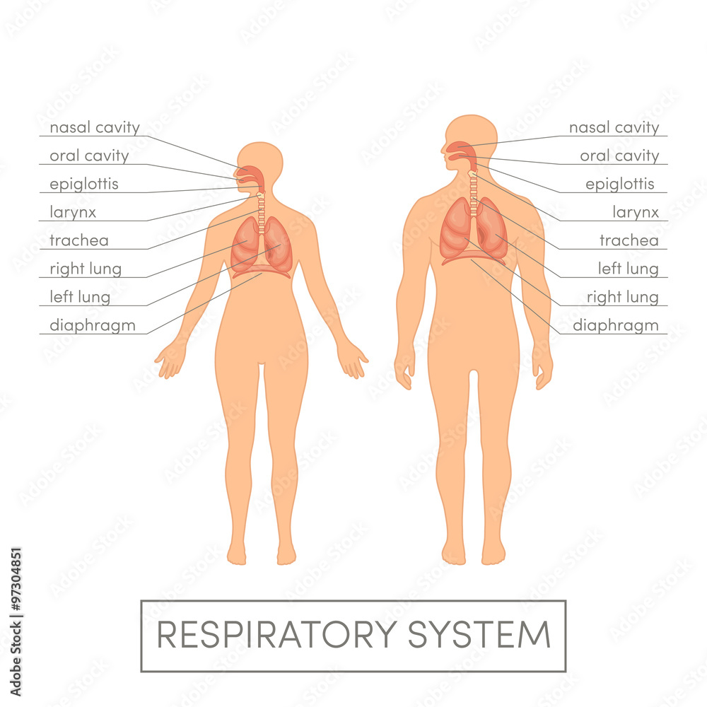 Respiratory system vector - obrazy, fototapety, plakaty 