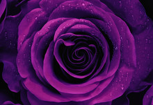  Closeup Of A Purple Rose