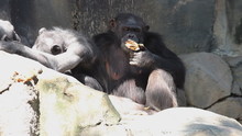 Female Chimpanzee Eating An Eggplant