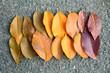 Colourful autumn leaves in a row on the ground, close up