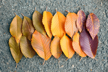 Poster - Colourful autumn leaves in a row on the ground, close up