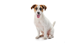 Young Dog Jack Russell Terrier With His Tongue Out On The White Background